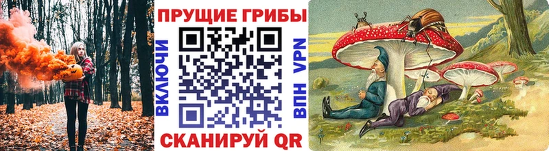 как найти   Краснокаменск  кракен сайт  Галлюциногенные грибы Psilocybine cubensis 
